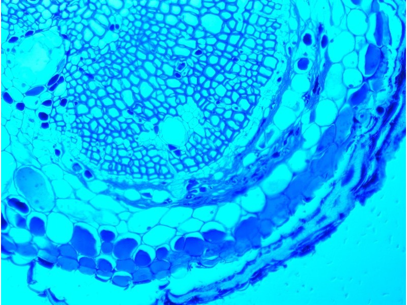 Zeiss Axiocam 503 Color CCD Microscope Camera