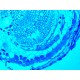 Zeiss Axiocam 503 Color CCD Microscope Camera
