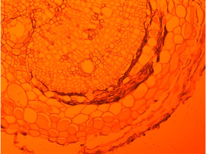 Zeiss Axiocam 503 Color CCD Microscope Camera