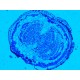 Zeiss Axiocam 503 Color CCD Microscope Camera