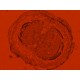 Zeiss Axiocam 503 Color CCD Microscope Camera