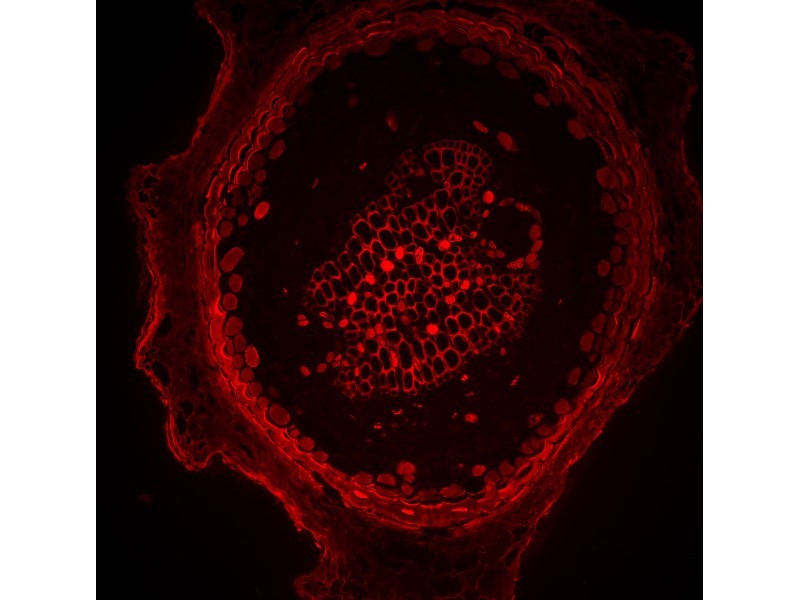 Molecular Devices ImageXpress Micro Confocal High-Content Imaging System Unit 5