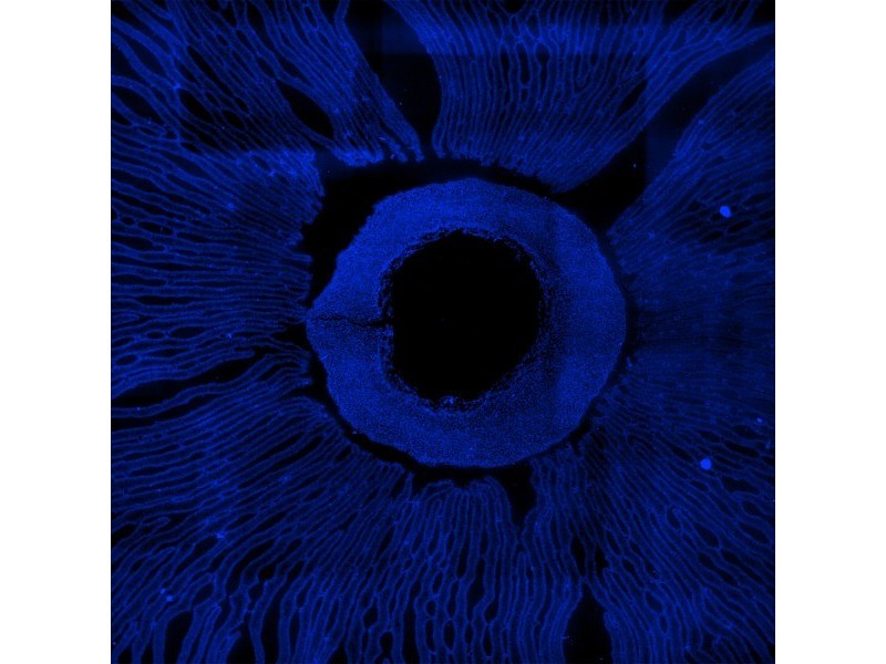 Molecular Devices ImageXpress Micro 4 High Content Imaging System