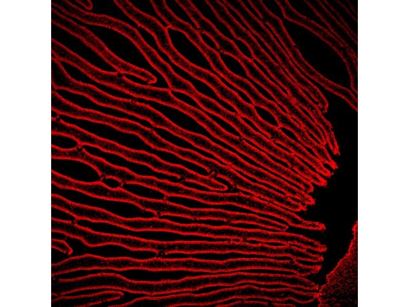 Molecular Devices ImageXpress Micro 4 High Content Imaging System