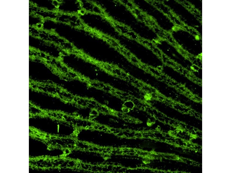 Molecular Devices ImageXpress Micro 4 High Content Imaging System