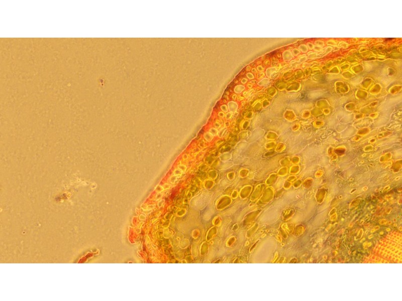 Zeiss AXIO Observer.A1 Inverted Research Microscope, Phase Contrast & PlasDIC Configuration