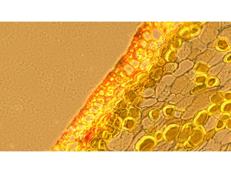 Zeiss AXIO Observer.A1 Inverted Research Microscope, Phase Contrast & PlasDIC Configuration