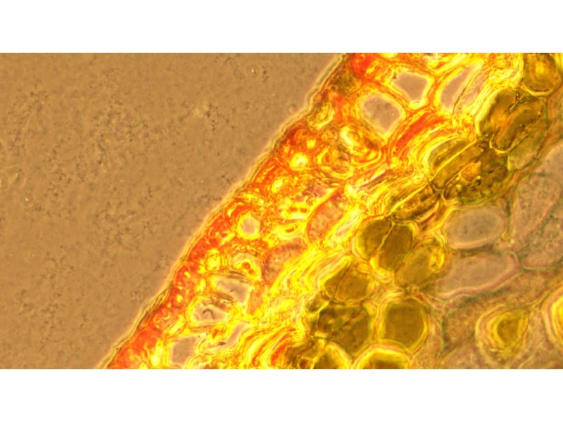 Zeiss AXIO Observer.A1 Inverted Research Microscope, Phase Contrast & PlasDIC Configuration