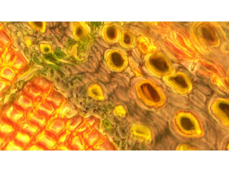 Zeiss AXIO Observer.A1 Inverted Research Microscope, Phase Contrast & PlasDIC Configuration