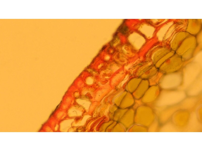 Zeiss AXIO Observer.A1 Inverted Research Microscope, Phase Contrast & PlasDIC Configuration