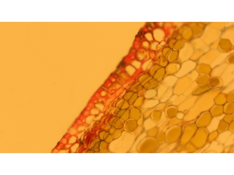 Zeiss AXIO Observer.A1 Inverted Research Microscope, Phase Contrast & PlasDIC Configuration