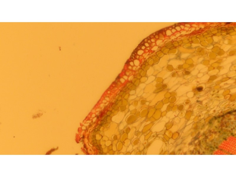 Zeiss AXIO Observer.A1 Inverted Research Microscope, Phase Contrast & PlasDIC Configuration