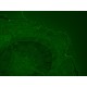 Thermo Invitrogen EVOS M7000 Imaging System w/ Onstage Incubator