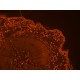 Thermo Invitrogen EVOS M7000 Imaging System w/ Onstage Incubator