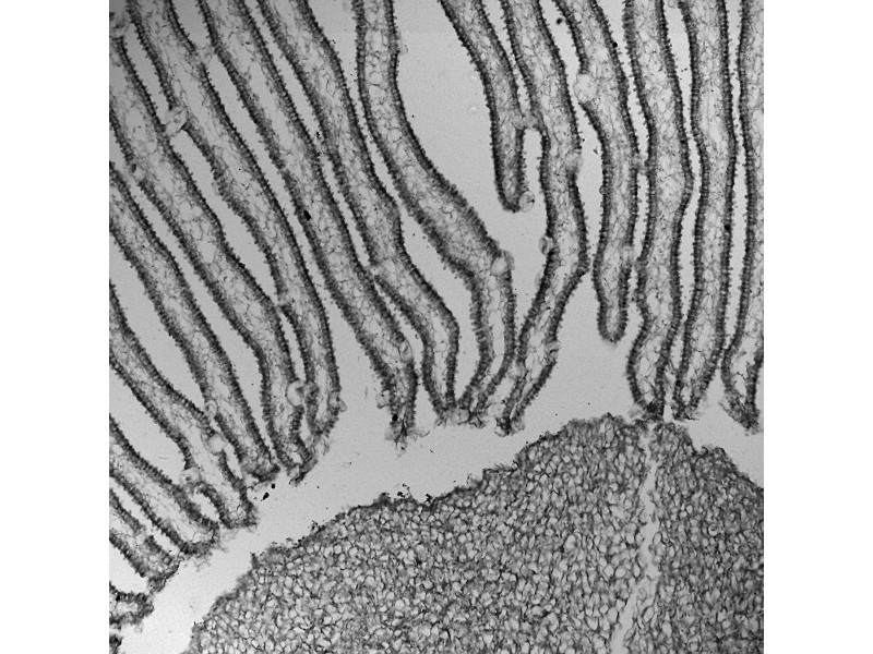 Thermo CellInsight CX7 LZR Pro High Content Confocal Analysis Platform
