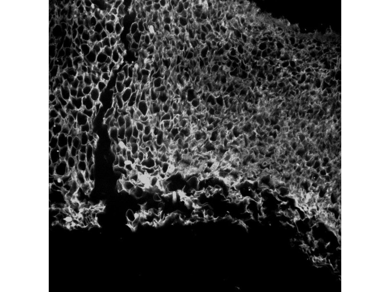 Thermo CellInsight CX7 LZR Pro High Content Confocal Analysis Platform