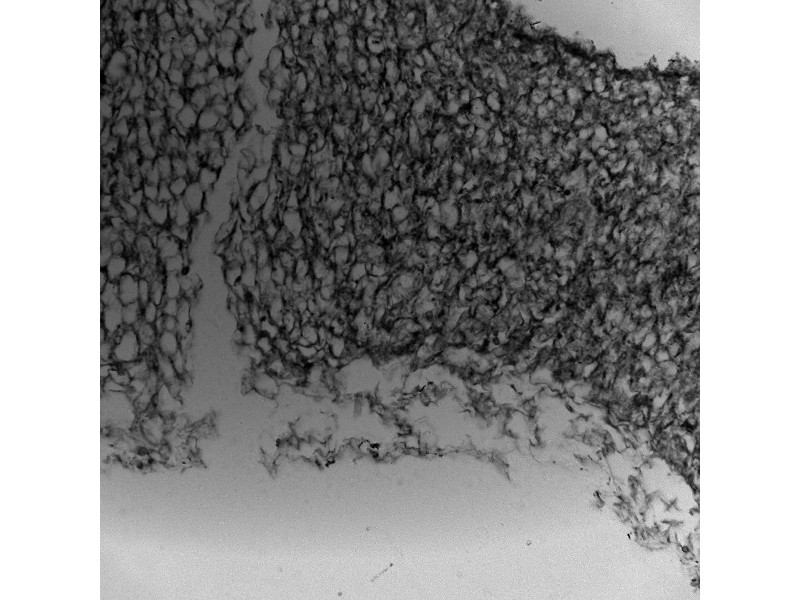 Thermo CellInsight CX7 LZR Pro High Content Confocal Analysis Platform