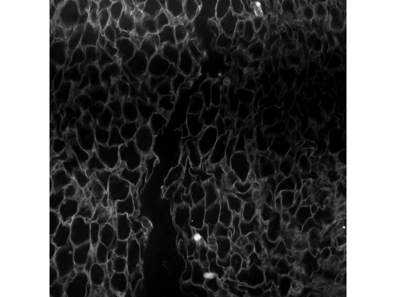 Thermo CellInsight CX7 LZR Pro High Content Confocal Analysis Platform