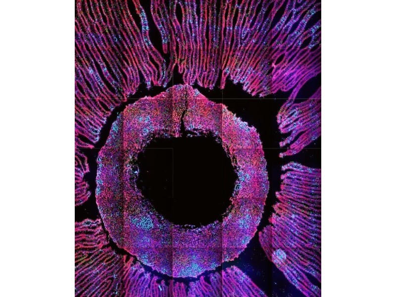 Thermo CellInsight CX7 LZR Pro High Content Confocal Analysis Platform