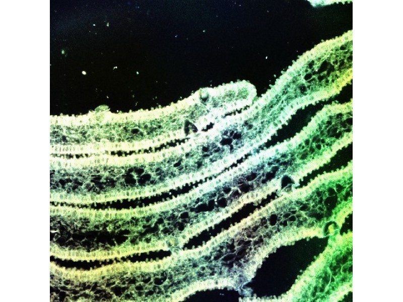 Thermo CellInsight CX7 LZR Pro High Content Confocal Analysis Platform