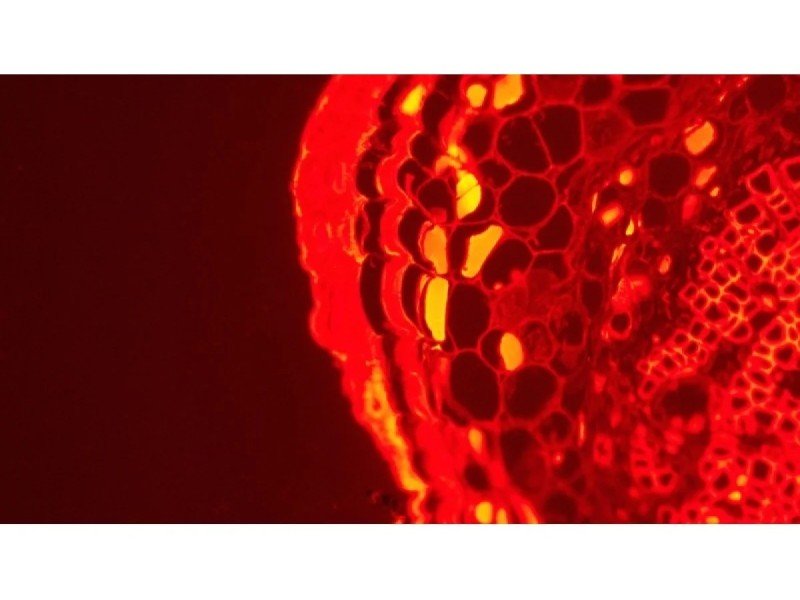 Leica DMi8 Inverted LED Fluorescence Encoded Microscope (New Filters)