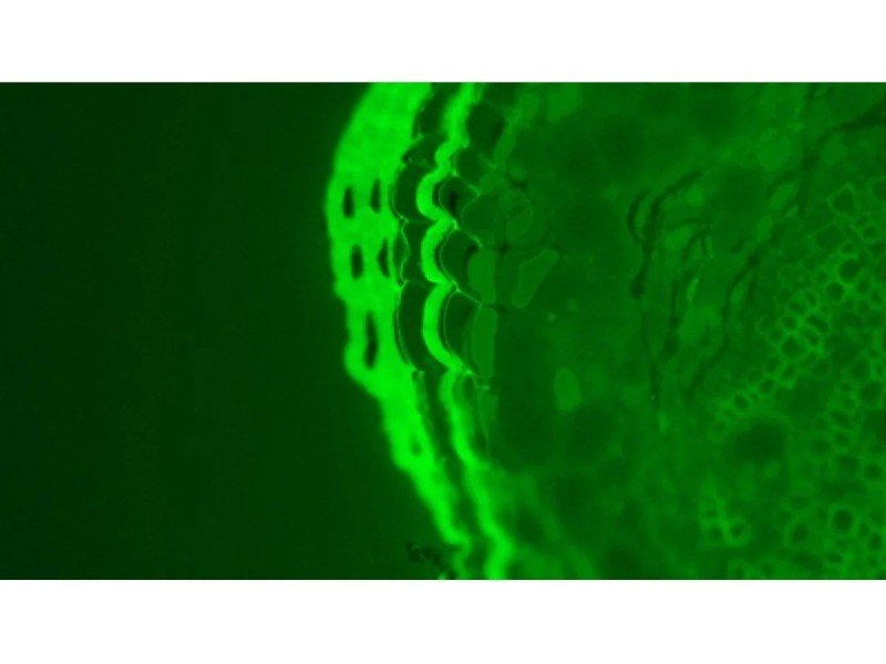 Leica DMi8 Inverted LED Fluorescence Encoded Microscope (New Filters)