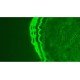 Leica DMi8 Inverted LED Fluorescence Encoded Microscope (New Filters)