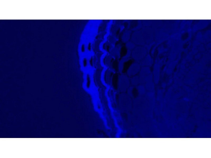 Leica DMi8 Inverted LED Fluorescence Encoded Microscope (New Filters)