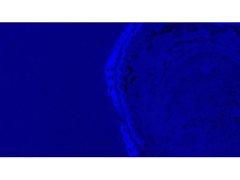 Leica DMi8 Inverted LED Fluorescence Encoded Microscope (New Filters)
