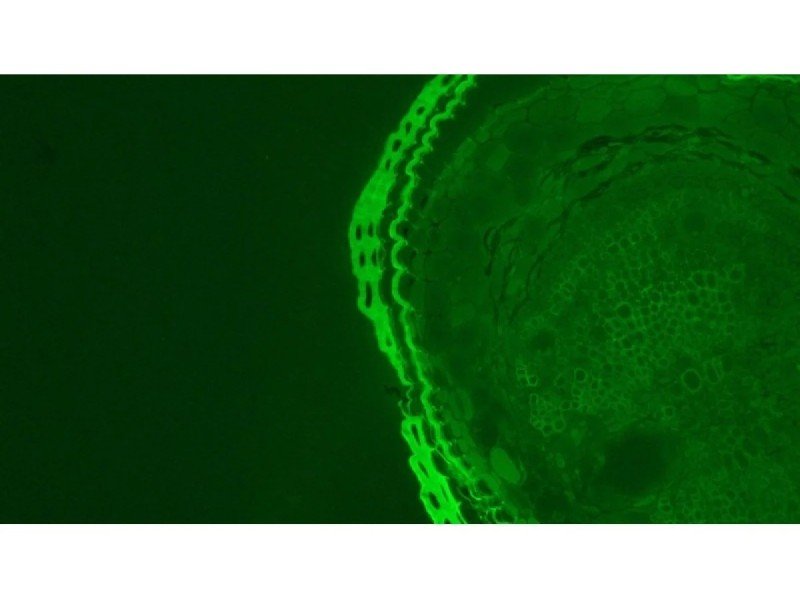 Leica DMi8 Inverted LED Fluorescence Encoded Microscope (New Filters)