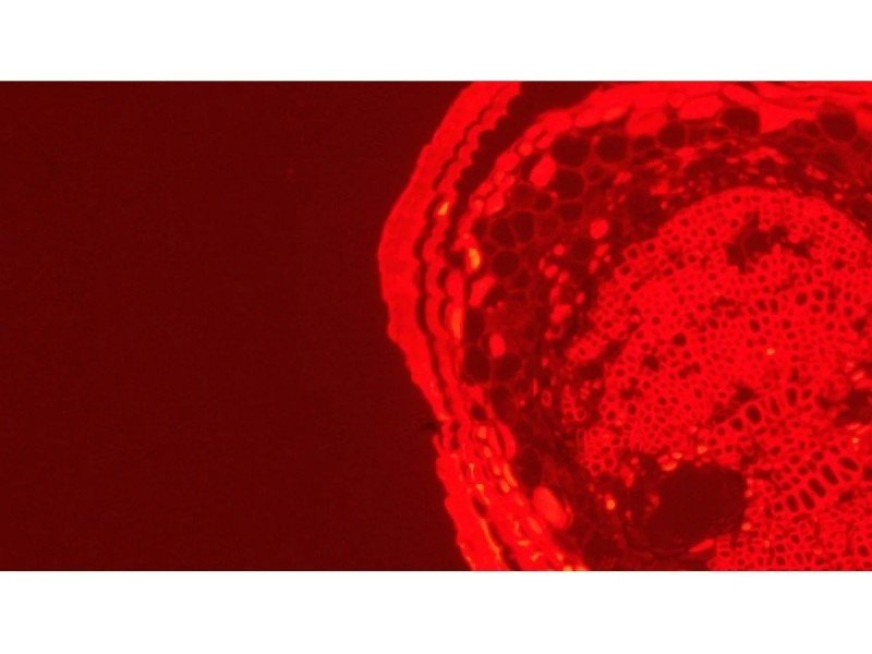 Leica DMi8 Inverted LED Fluorescence Encoded Microscope (New Filters)