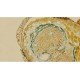 Leica DMi8 Inverted LED Fluorescence Encoded Microscope (New Filters)