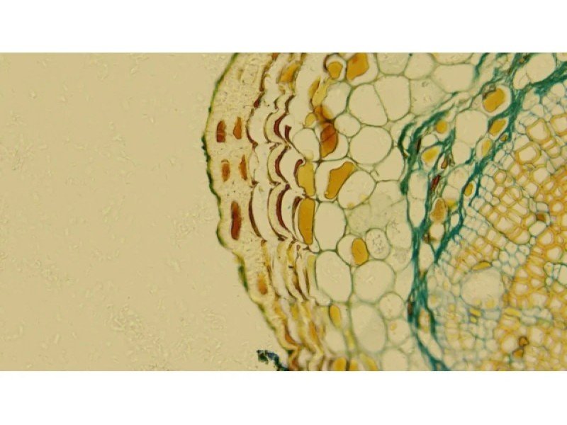 Leica DMi8 Inverted LED Fluorescence Encoded Microscope (New Filters)