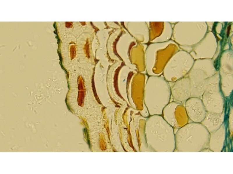 Leica DMi8 Inverted LED Fluorescence Encoded Microscope (New Filters)
