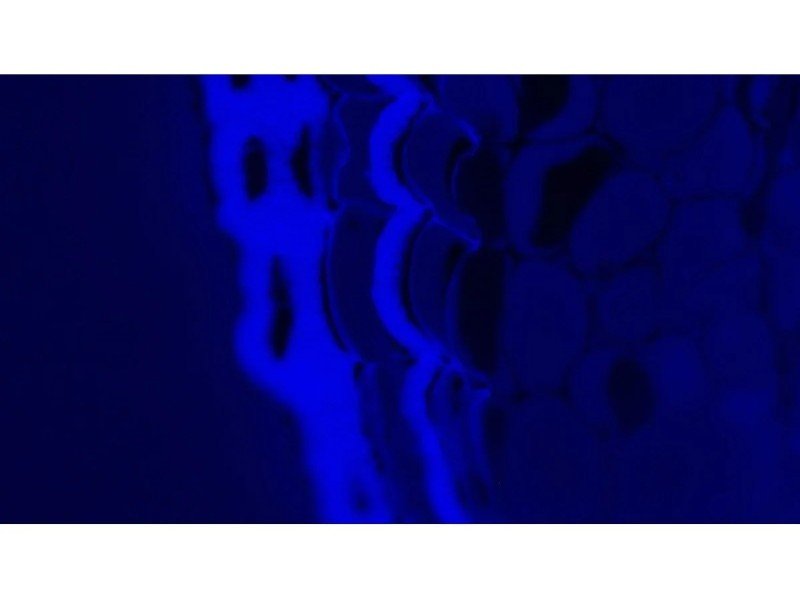 Leica DMi8 Inverted LED Fluorescence Encoded Microscope (New Filters)
