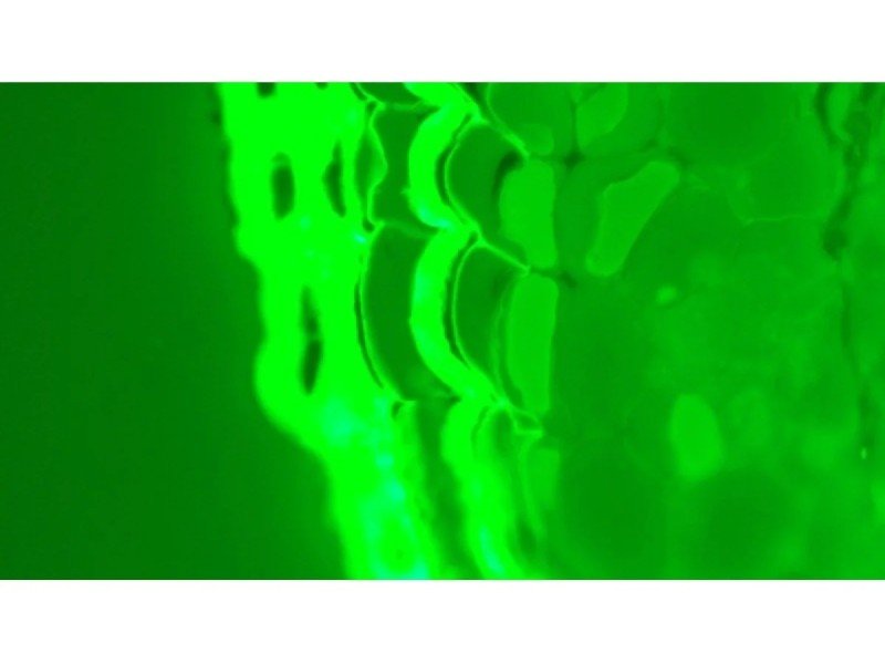 Leica DMi8 Inverted LED Fluorescence Encoded Microscope (New Filters)