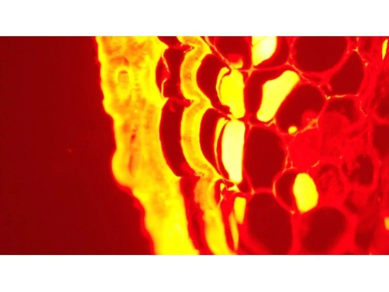 Leica DMi8 Inverted LED Fluorescence Encoded Microscope (New Filters)