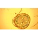 Olympus IX73 Fluorescence Inverted Microscope (New Filters)