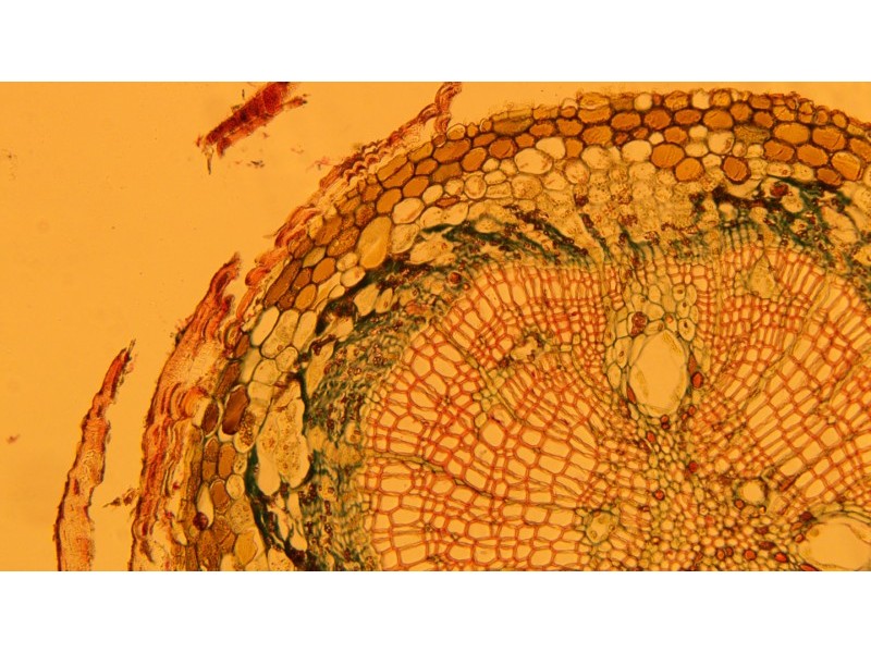 Olympus IX73 Fluorescence Inverted Microscope (New Filters)
