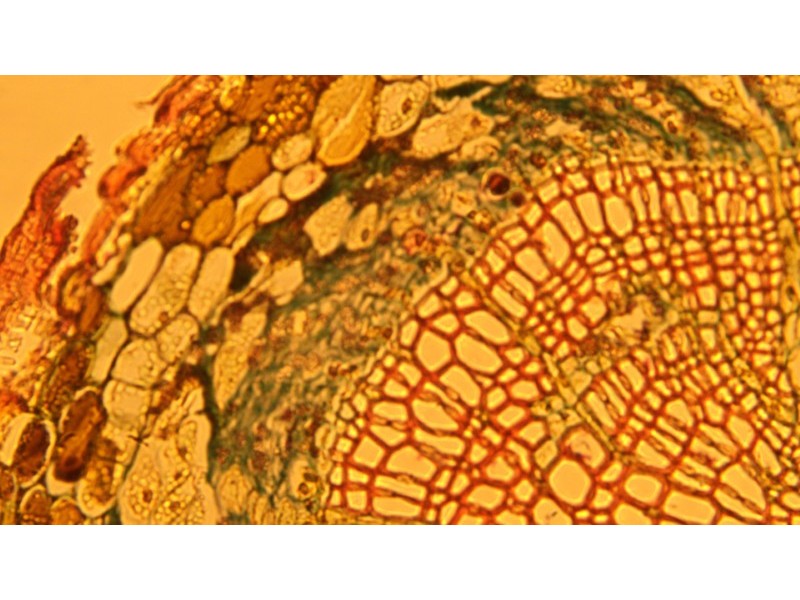 Olympus IX73 Fluorescence Inverted Microscope (New Filters)