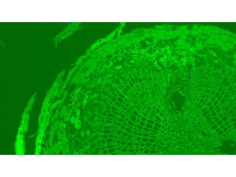 Olympus IX73 Fluorescence Inverted Microscope (New Filters)