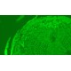 Olympus IX73 Fluorescence Inverted Microscope (New Filters)