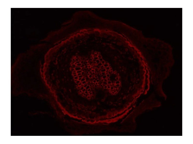Leica DMi8 Inverted LED Fluorescence Motorized Microscope w/ Adaptive Focus Control (New Filters) Leica DMi8 Inverted LED Fluorescence Motorized Microscope w/ Adaptive Focus Control (New Filters)
