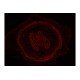 Leica DMi8 Inverted LED Fluorescence Motorized Microscope w/ Adaptive Focus Control (New Filters) Leica DMi8 Inverted LED Fluorescence Motorized Microscope w/ Adaptive Focus Control (New Filters)