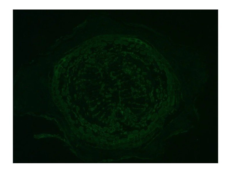 Leica DMi8 Inverted LED Fluorescence Motorized Microscope w/ Adaptive Focus Control (New Filters) Leica DMi8 Inverted LED Fluorescence Motorized Microscope w/ Adaptive Focus Control (New Filters)