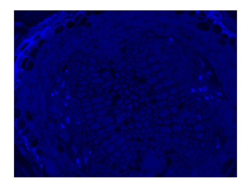 Leica DMi8 Inverted LED Fluorescence Motorized Microscope w/ Adaptive Focus Control (New Filters) Leica DMi8 Inverted LED Fluorescence Motorized Microscope w/ Adaptive Focus Control (New Filters)