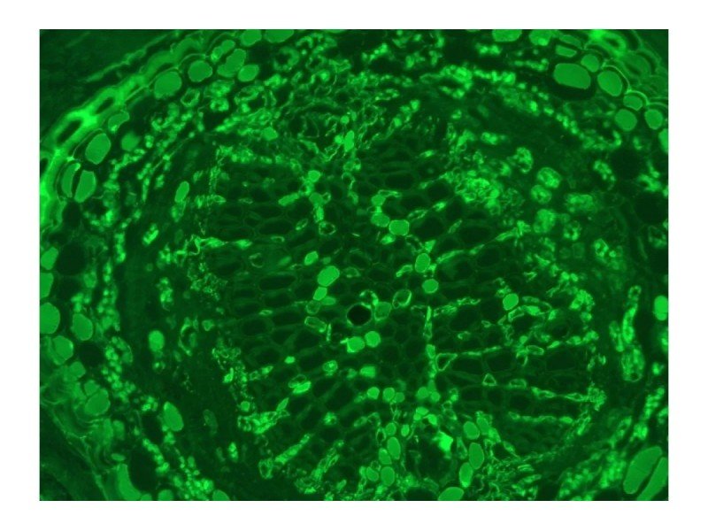 Leica DMi8 Inverted LED Fluorescence Motorized Microscope w/ Adaptive Focus Control (New Filters) Leica DMi8 Inverted LED Fluorescence Motorized Microscope w/ Adaptive Focus Control (New Filters)