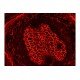 Leica DMi8 Inverted LED Fluorescence Motorized Microscope w/ Adaptive Focus Control (New Filters) Leica DMi8 Inverted LED Fluorescence Motorized Microscope w/ Adaptive Focus Control (New Filters)