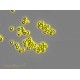 Sartorius Essen IncuCyte S3 Live-Cell Imaging and Analysis System w/ G/R Optical Module