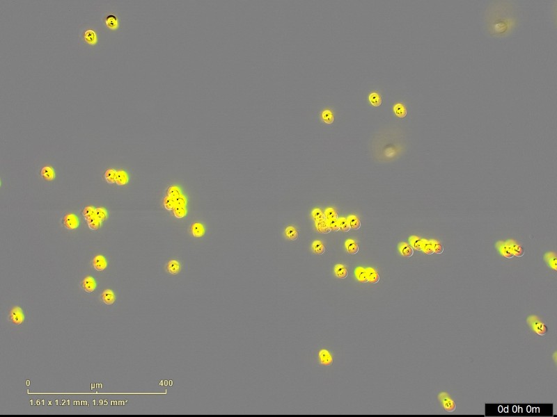 Sartorius Essen IncuCyte S3 Live-Cell Imaging and Analysis System w/ G/R Optical Module